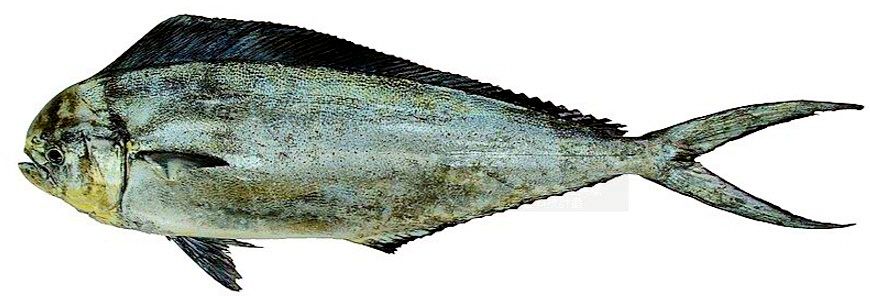 Coryphaena equiselis_05